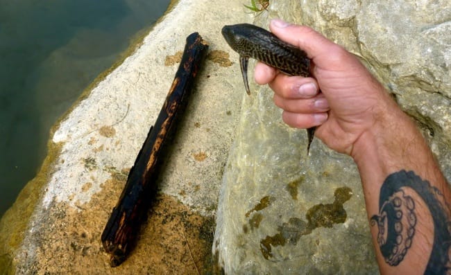 fish in hand