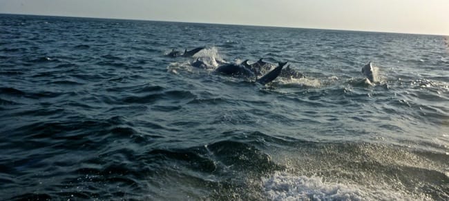 dolphins2