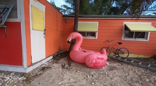 flamingo steve.jpg