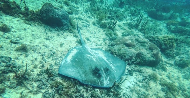 stingray.jpg